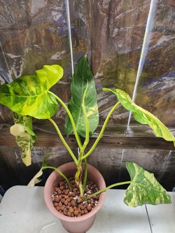 Philodendron Domesticum Yellow Variegated