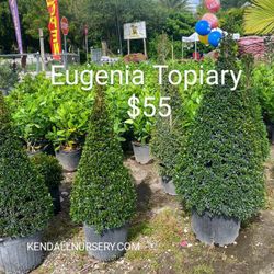 Eugenia Topiary Cone Shape $55.00 🌲