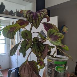Coleus Plant