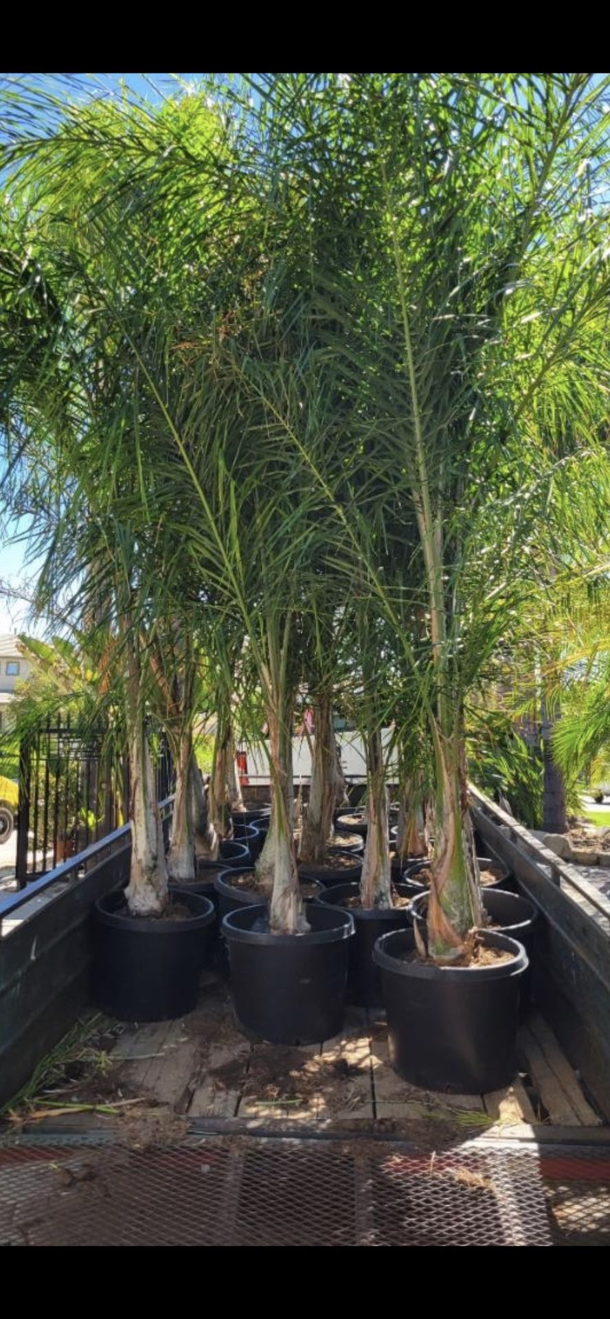 Queen Palms Trees 15g $89 20g $150