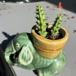 Suculenta 