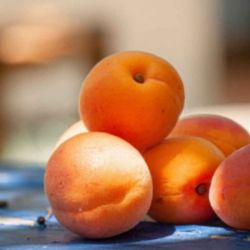 Gold Kist Apricot