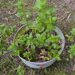 Spearmint Plant