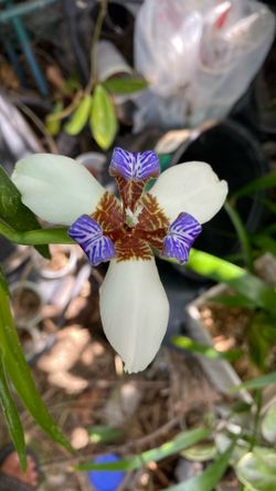 Walking iris fragrance
