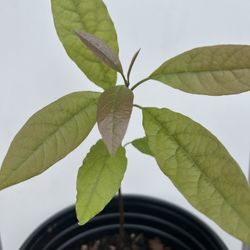 Avocado Plant 