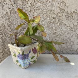 Rhipsalis in Ceramic Butterfly Pot