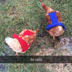 Chicken Sweaters