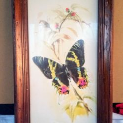 Vintage Butterfly Picture