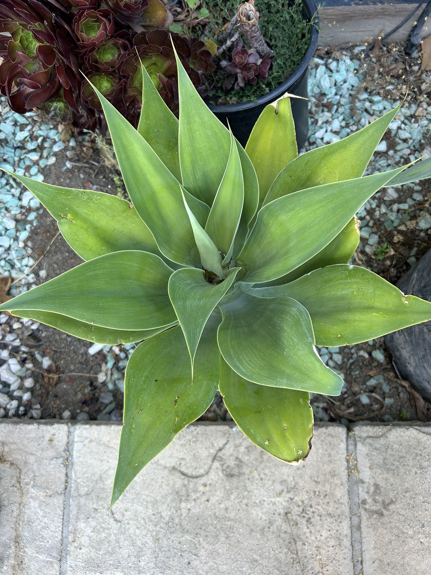 Blue Agave