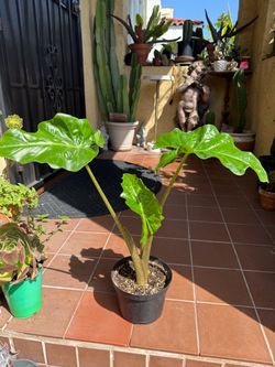 Alocasia Elephant Ear Plant 24"