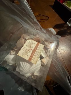 Free seashells 🌊 🐚