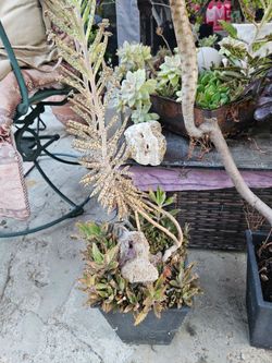 Unique and rare succulents.
