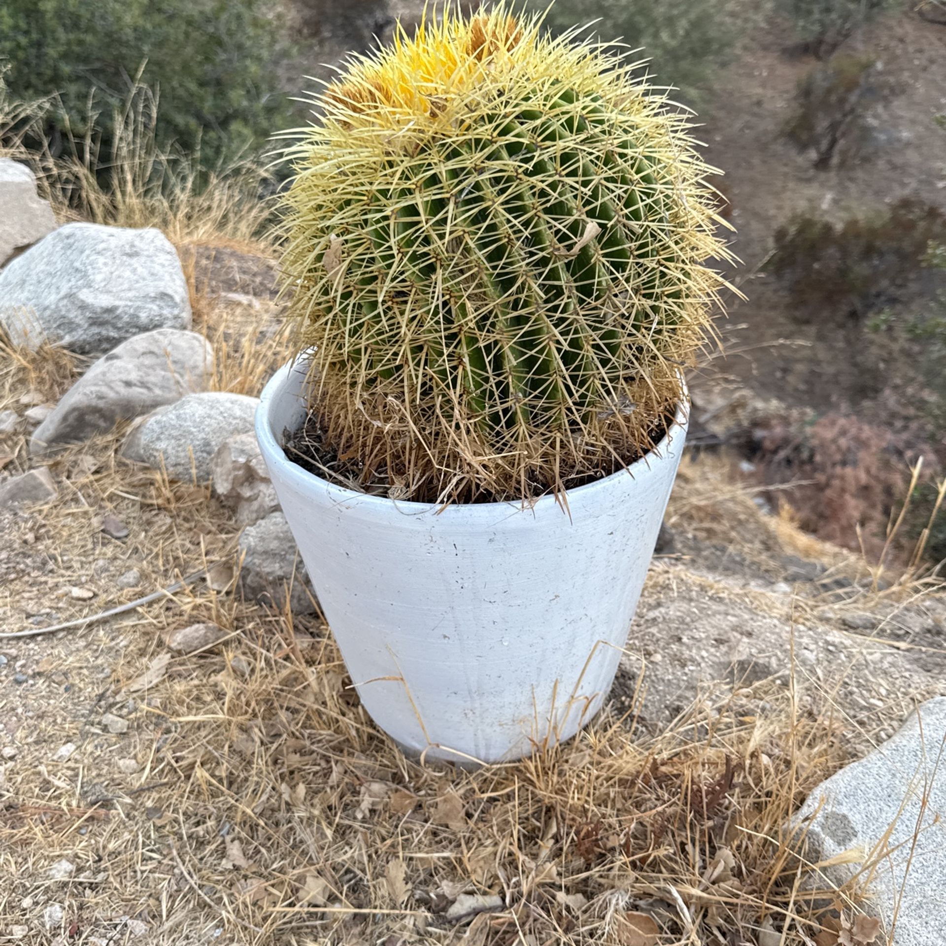 Round Cactus Barrel, Cactus