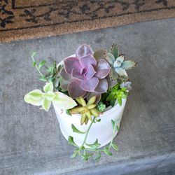 Succulent 
