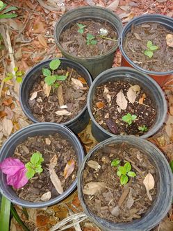 Tabebuia. Small pots. 4.00 Each