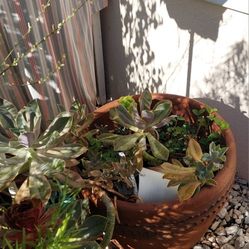 $25 Giant Succulent Flowers 