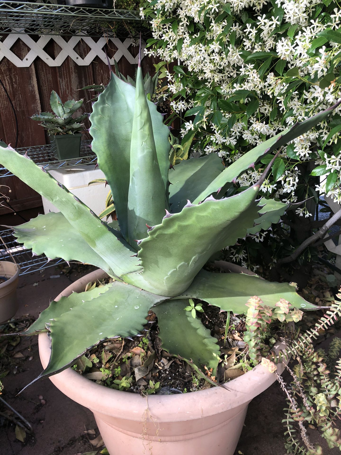 Free Large agave plant 22” (pick up only )