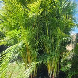 Gorgeous Arecas Palms For Inmediate Privacy!!! About 9 Feet Tall!! Fertilized 