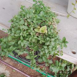 Planta Menta Con Chisme