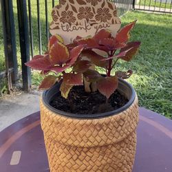 Coleus Campfire Plant $15