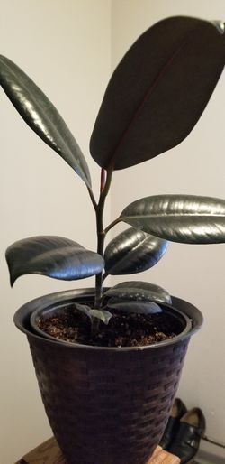 Ficus elastica (Rubber Plant