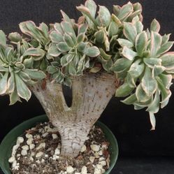 Crested Aeonium Sunburst  🪴💚🩷🤍