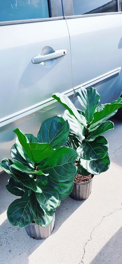 Fiddle Leaf Fig Tree 🪴 $25 each 