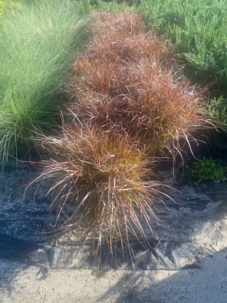 Purple Fountain Grass 