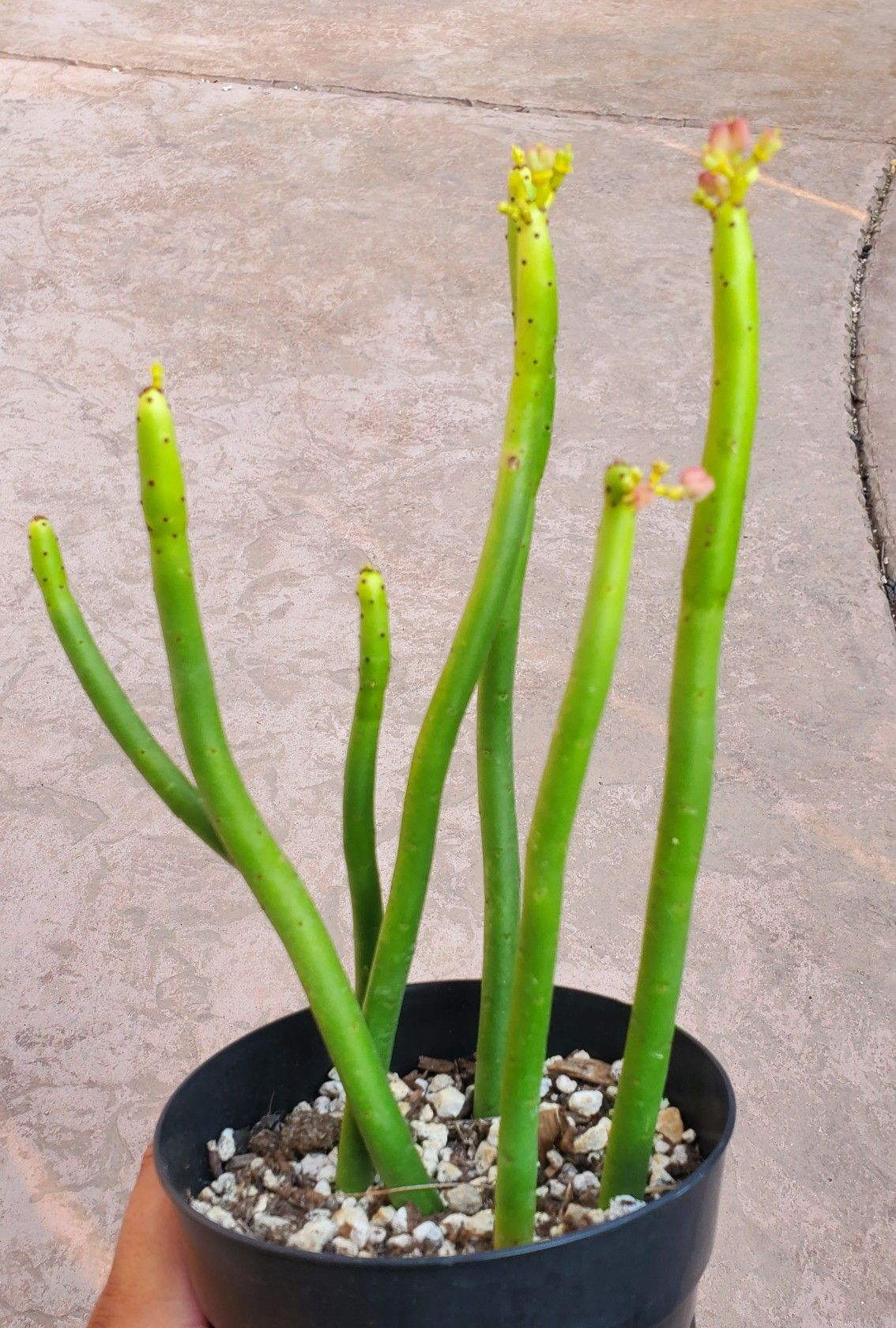 Euphorbia leucadendron (Cattails) - succulent