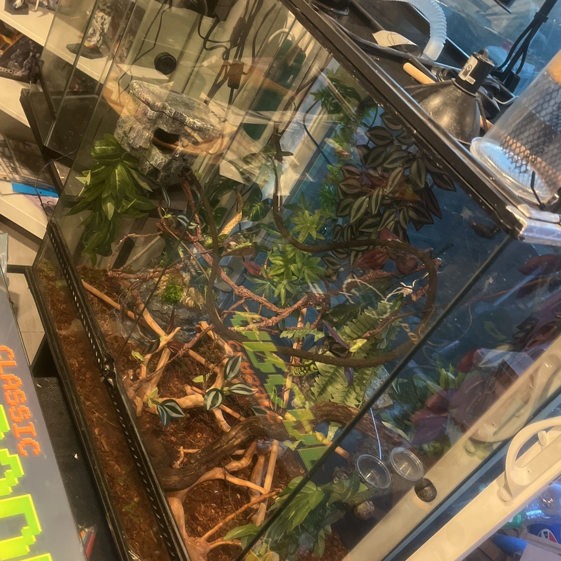 Enclosure For Chameleon