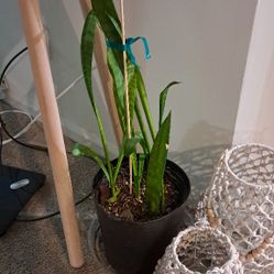 Snake Plant