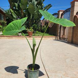 Ears Elephant Plant 