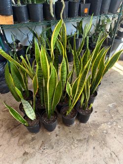 Snake plant