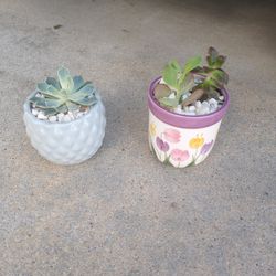 Succulents 