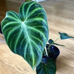 Rare Philodendron Verrucosum Black Plant/ Free Delivery Available 