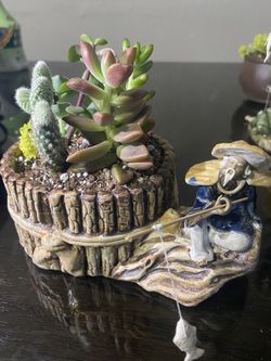 🎋🌵🎍Succulent Variety 🎋🌱🪴 
