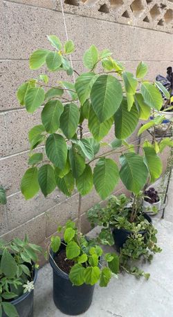 Soursop/Cherimoya Tree