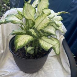 Plant for inside house