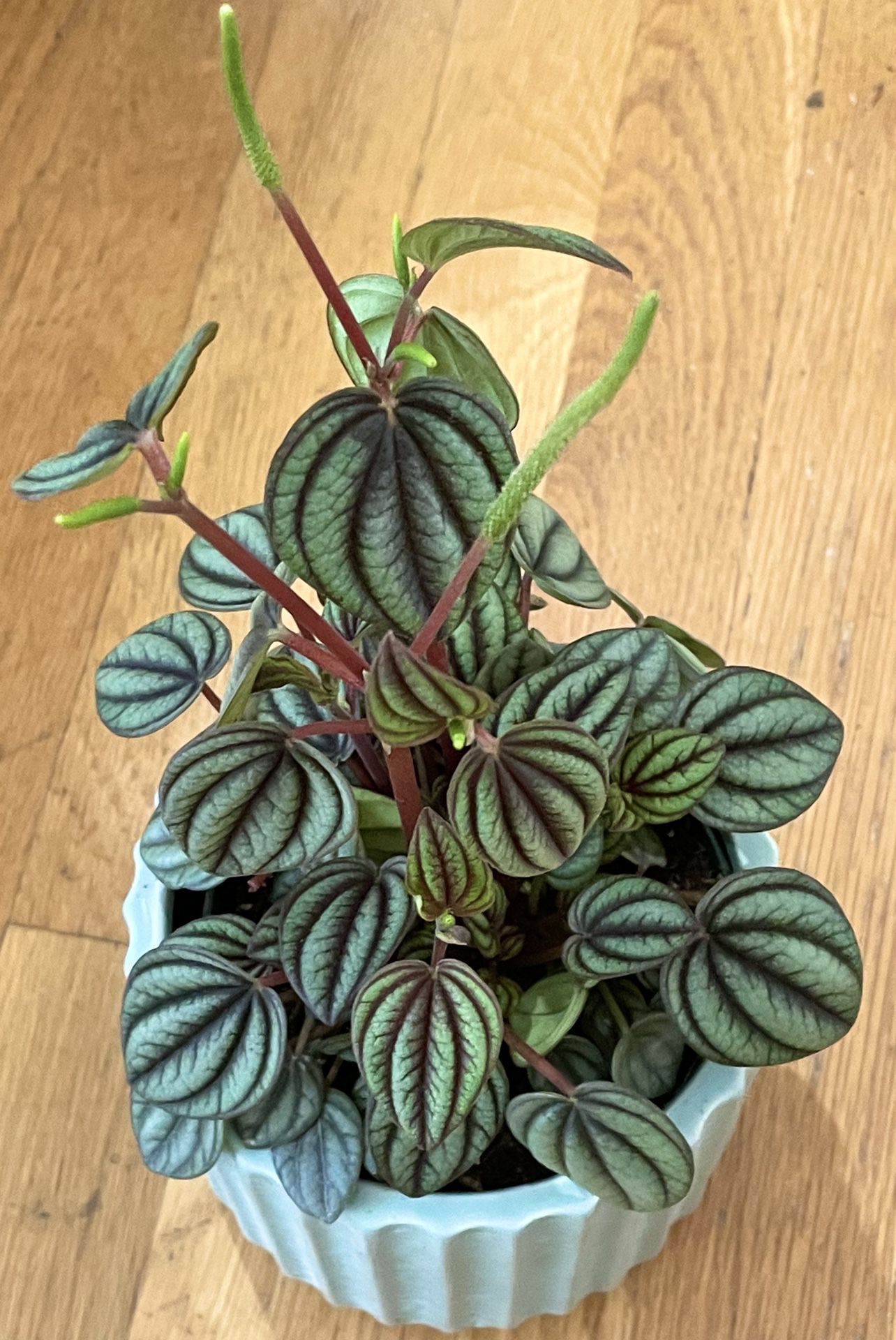 Non-Toxic Peperomia Peacock in Textured Ceramic Pot / Free Delivery Available 