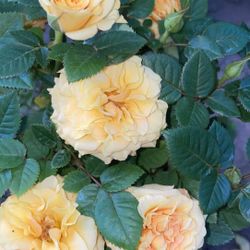 Roses