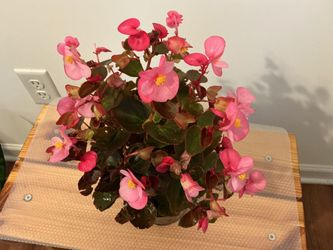 Begonia – Full & Blooming, Pink & Red