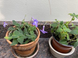 Streptocarpella Cape Primrose House Plant
