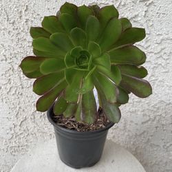 6 Inch Pot Succulent Plant - Aeonium Arboreum - Tree Aeonium - Black and Green - Rooted & Established - Drought Resistant 🪴 