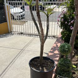 Plumaria Plant Tree