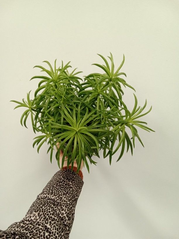 Peperomia Ferreyrae In 6" Nursery Pot - House Plant