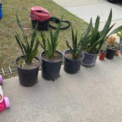 Snake Plants / Lengua De Suegra 