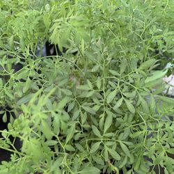 Ruda Rue Herb Live Plant Hembra Female Planta - 1 gallon pot