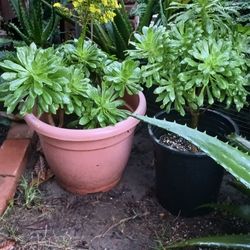 Aeonium Succulent 