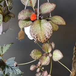✨Episcia 6" Hanger | Red Flower ✨