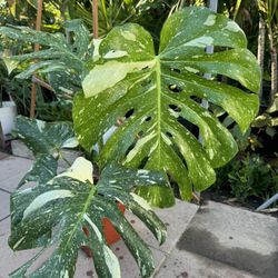 Beautiful Monstera Thai Cons